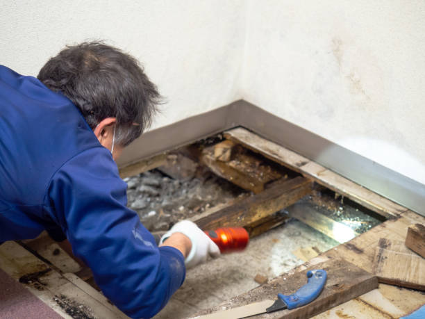 Best Professional Mold Removal  in South Lancaster, MA