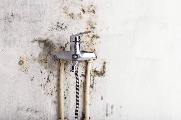 Best Mold Removal Near Me  in South Lancaster, MA