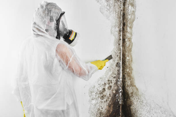 Best Commercial Mold Removal  in South Lancaster, MA