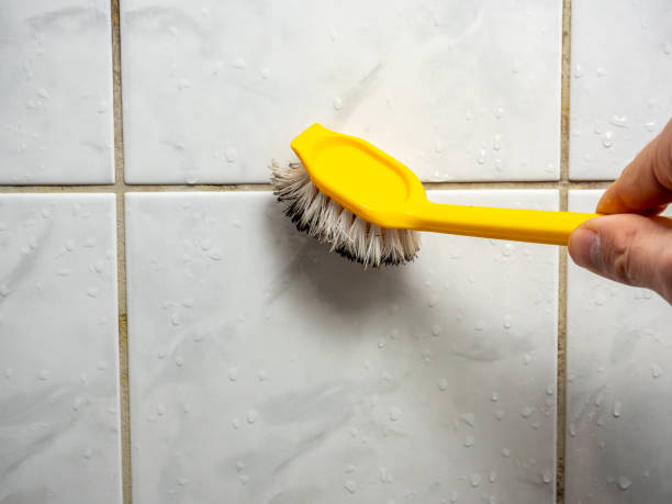 Best Home Mold Removal  in South Lancaster, MA