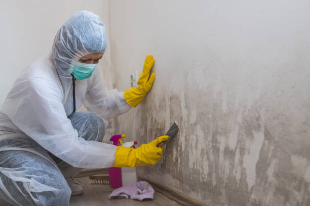 Professional Mold Removal in South Lancaster, MA