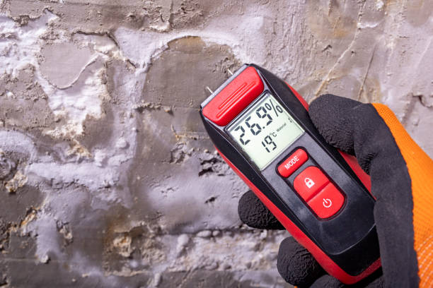 Best Professional Mold Removal  in South Lancaster, MA