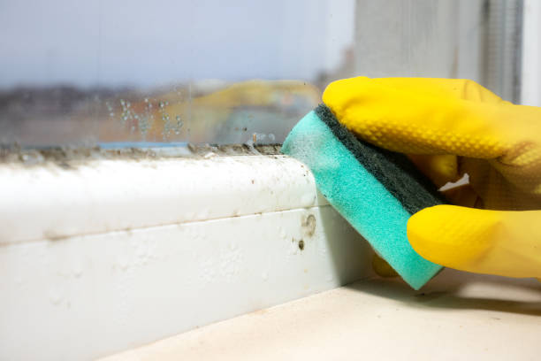 Best Attic Mold Removal  in South Lancaster, MA
