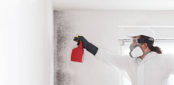 Best Fast Mold Removal  in South Lancaster, MA