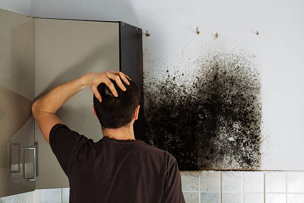 Best Crawl Space Mold Removal  in South Lancaster, MA